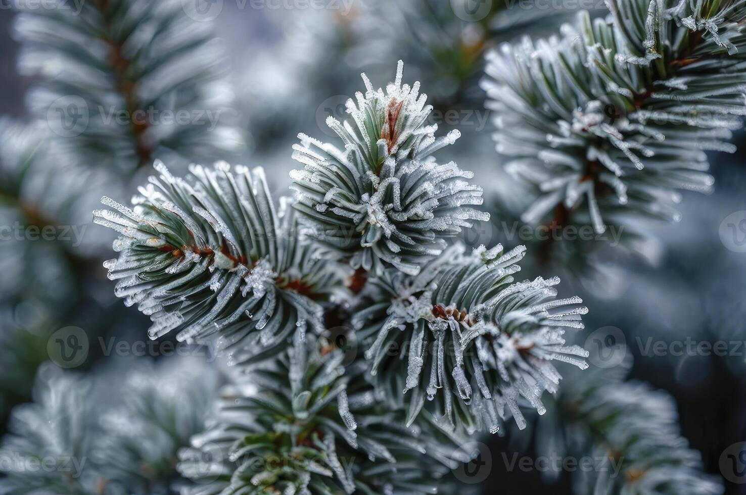 Frosted Pine Tree Branch Closeup with Ice Crystals in Winter Season photo