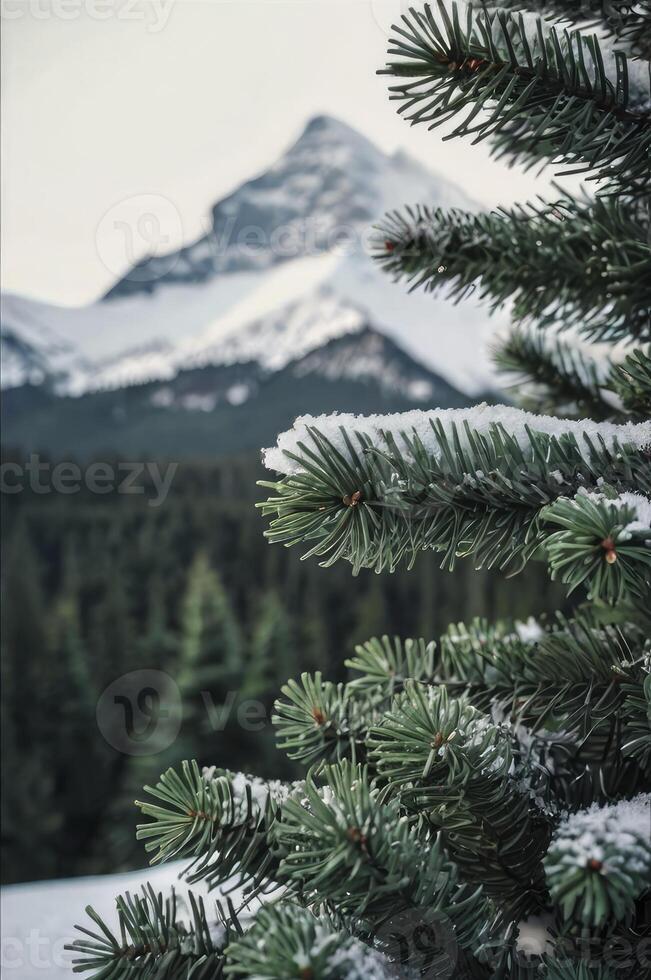 Snowy Pine Tree Close Up with Mountains in the Winter Background photo
