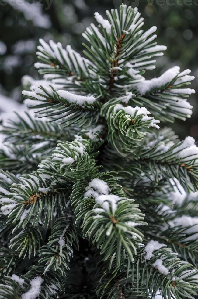 Close-up of Pine Tree Branch Covered with Snow in Winter Season photo