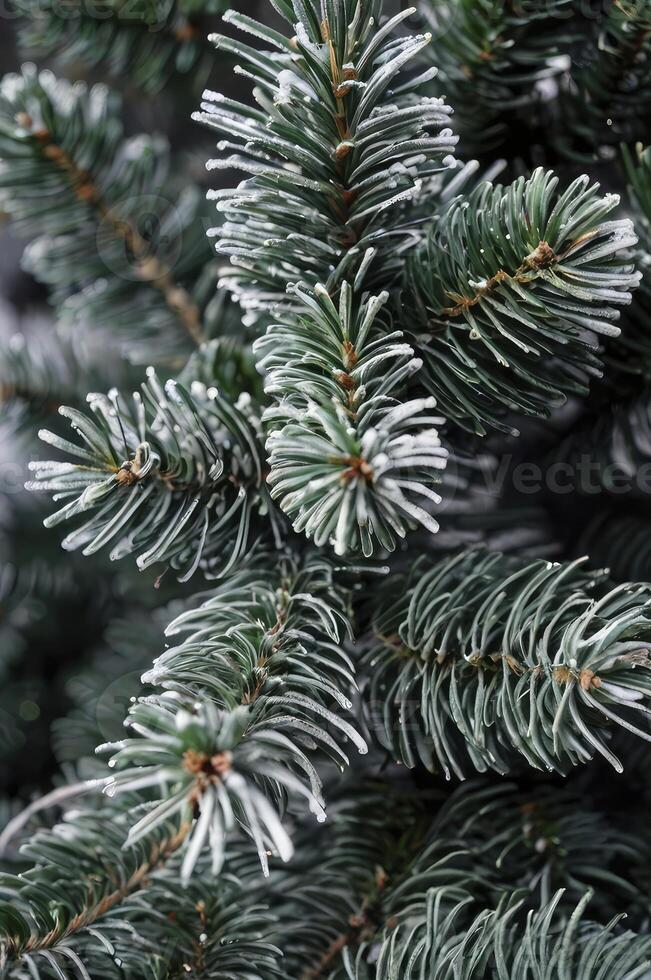 Evergreen Fir Tree Branches Covered with Frosty Ice in Winter Close-up photo