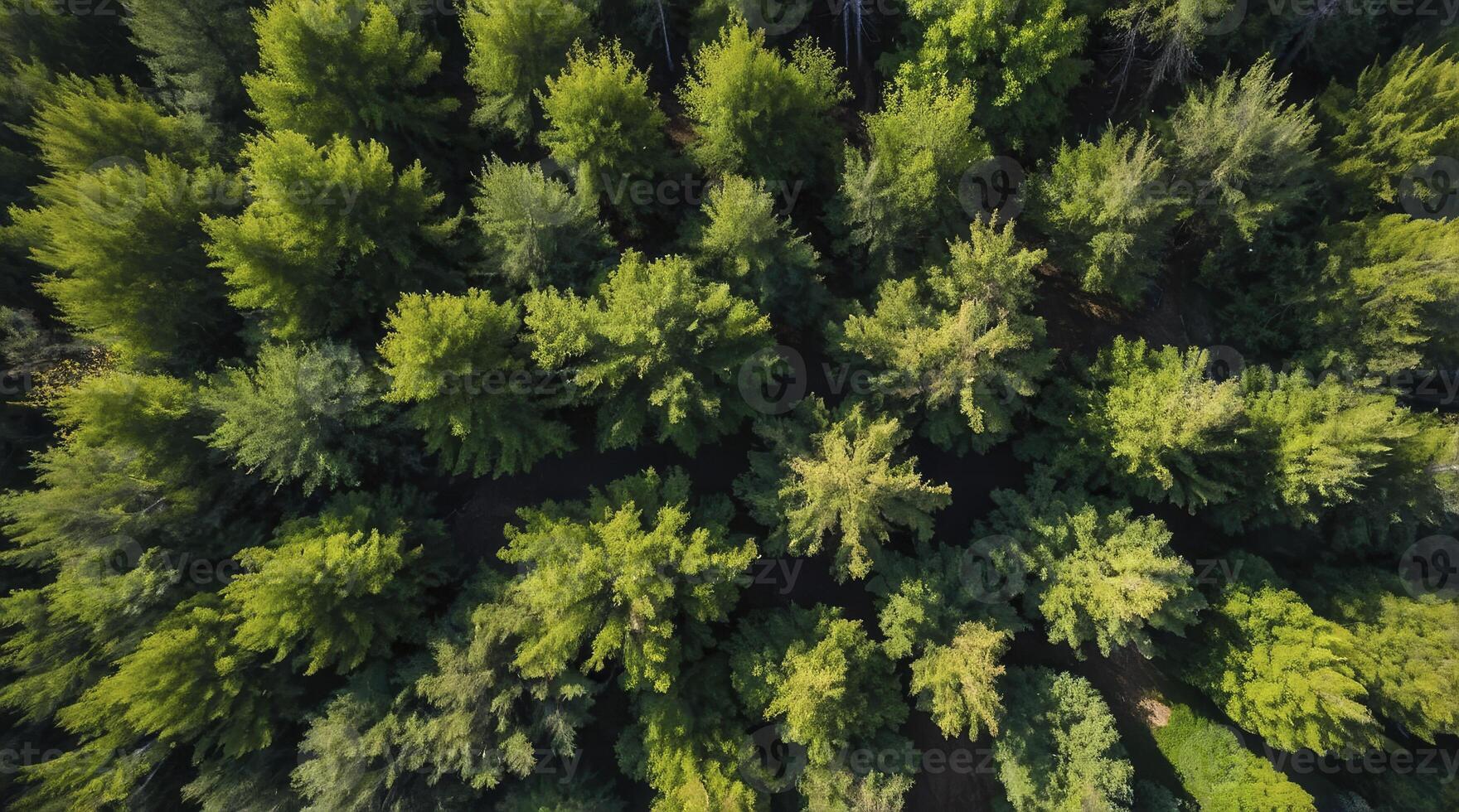 Aerial View of Lush Green Forest Canopy in Summer Sunlight photo