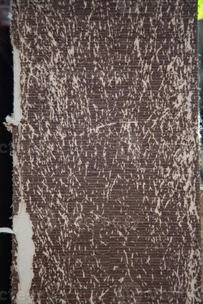 Background texture of scratched brown wallpaper by a cat photo