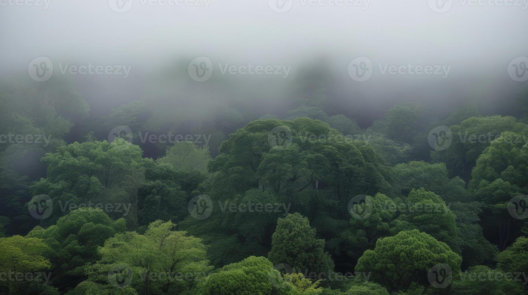 Dense Green Forest Canopy Emerging Through Thick Fog Landscape View photo