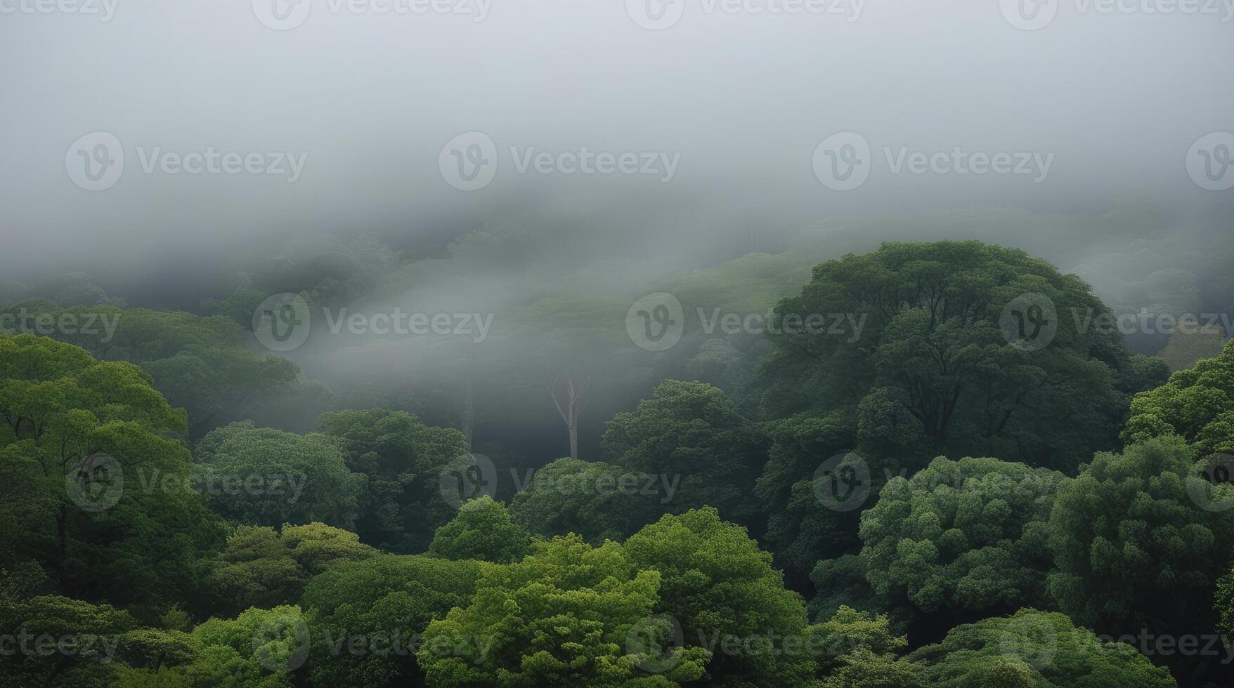 Overlooking Forest Canopy and Misty Landscape on a Foggy Day photo