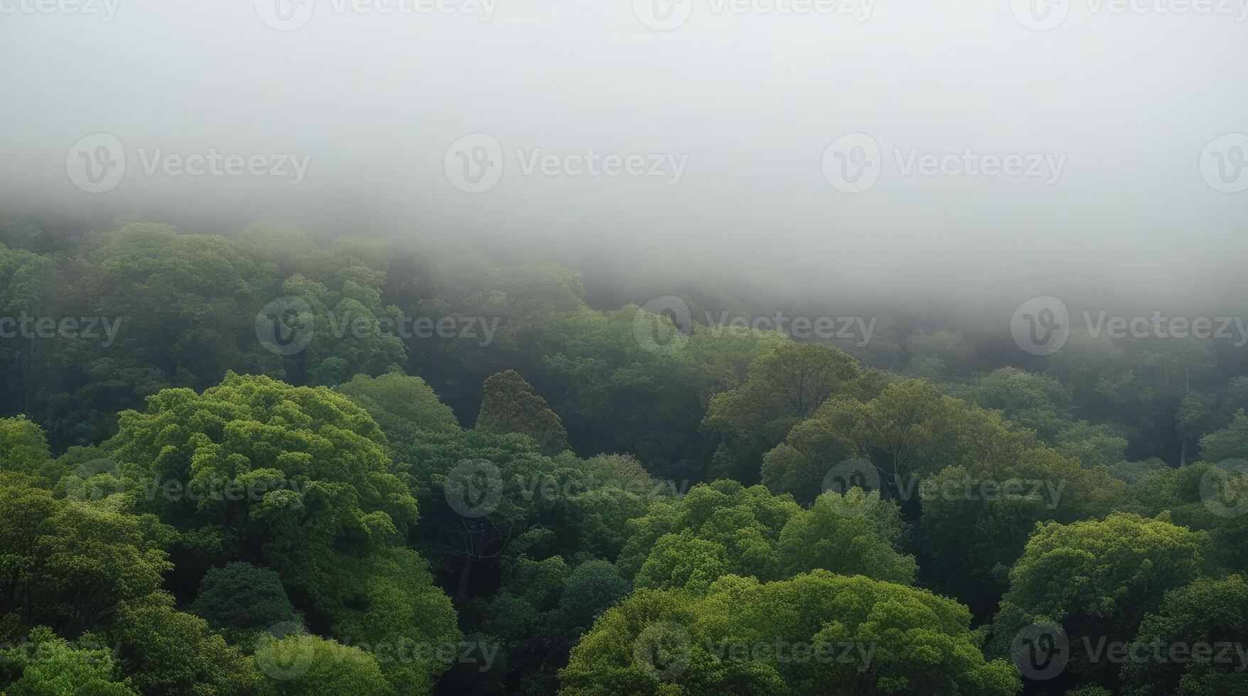Aerial View of Green Forest Tree Canopy in Foggy Weather photo