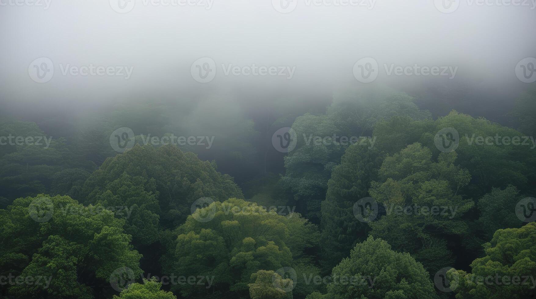 Dense Forest Canopy View Covered in Fog and Mist Atmosphere photo