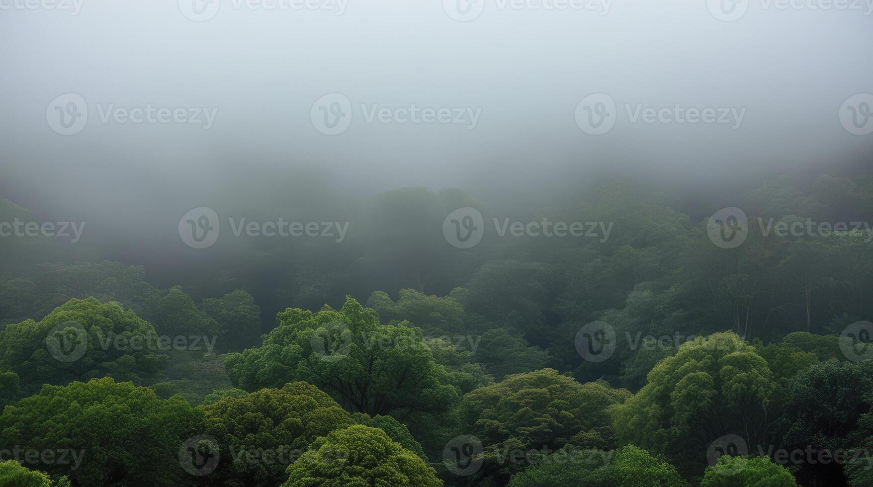 Misty Forest Landscape Aerial View with Green Trees and Dense Fog photo