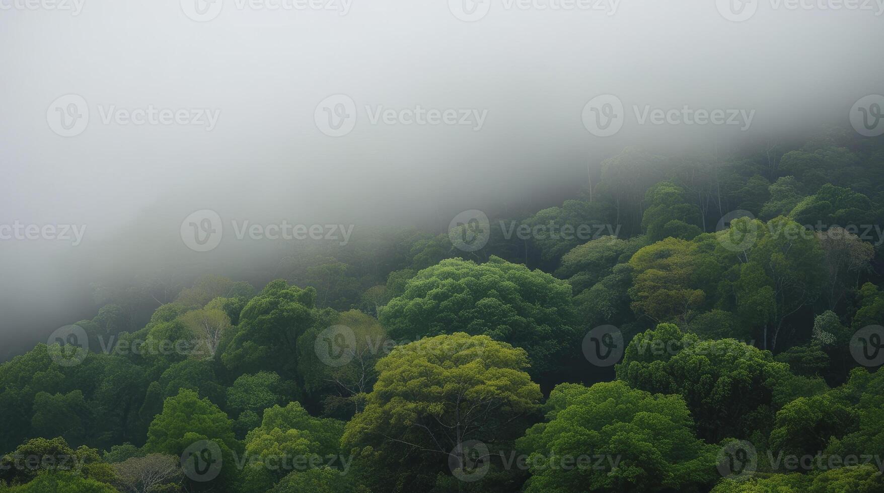Dense Green Forest Landscape in Misty Weather with Clouds Over Trees photo