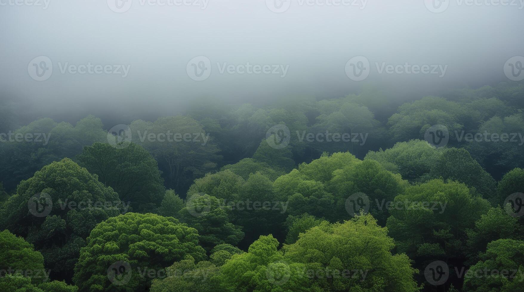 Aerial View of Lush Green Forest Canopy in Mysterious Fog photo