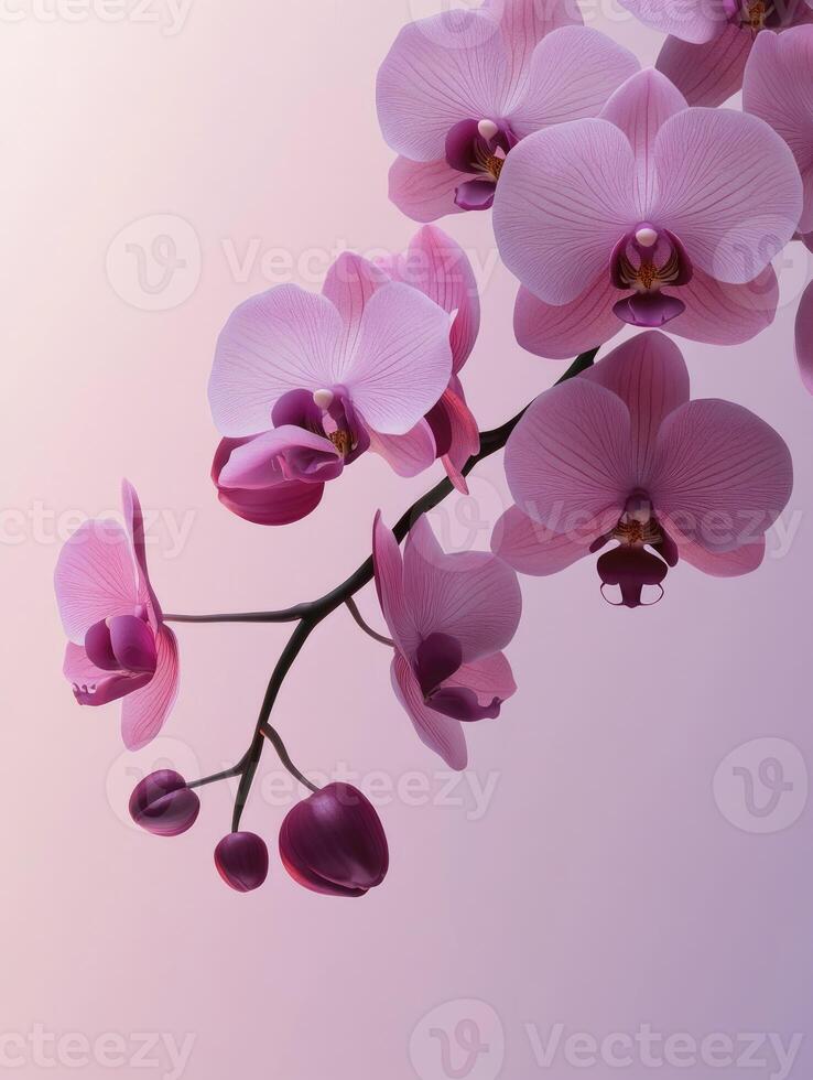 Blooming Pink Orchid Branch on Soft Gradient Background for Elegant Designs photo