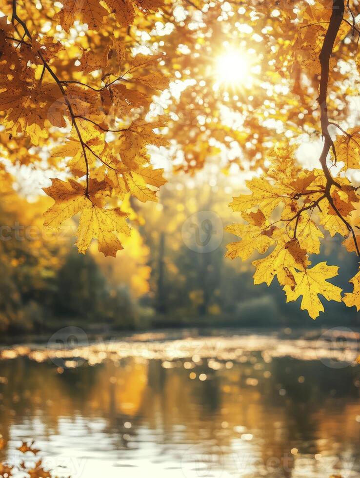 Golden Autumn Maple Leaves Overlooking Calm Lake with Sun Shining Through photo
