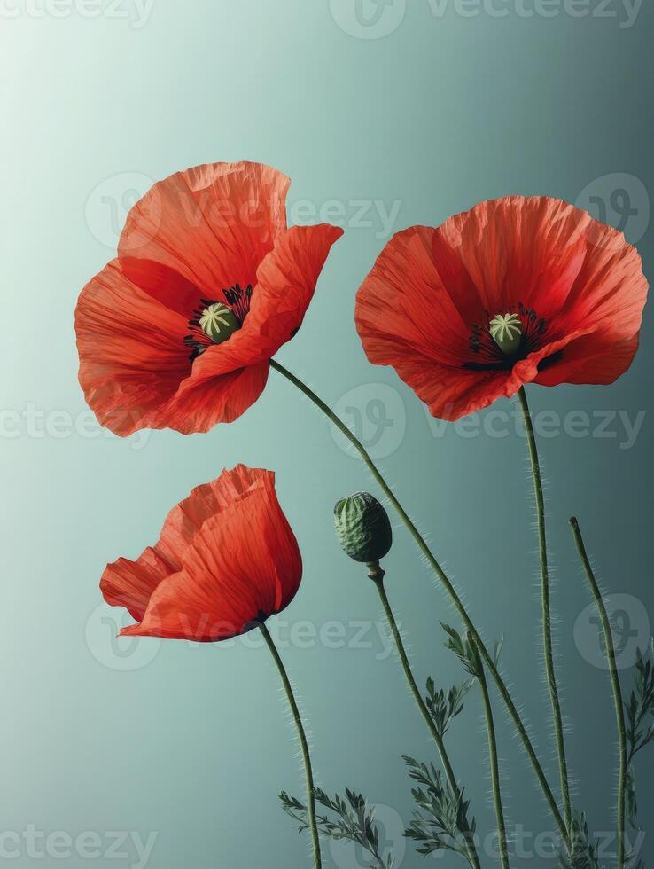 Blooming Red Poppies Close Up Against a Soft Gradient Background photo