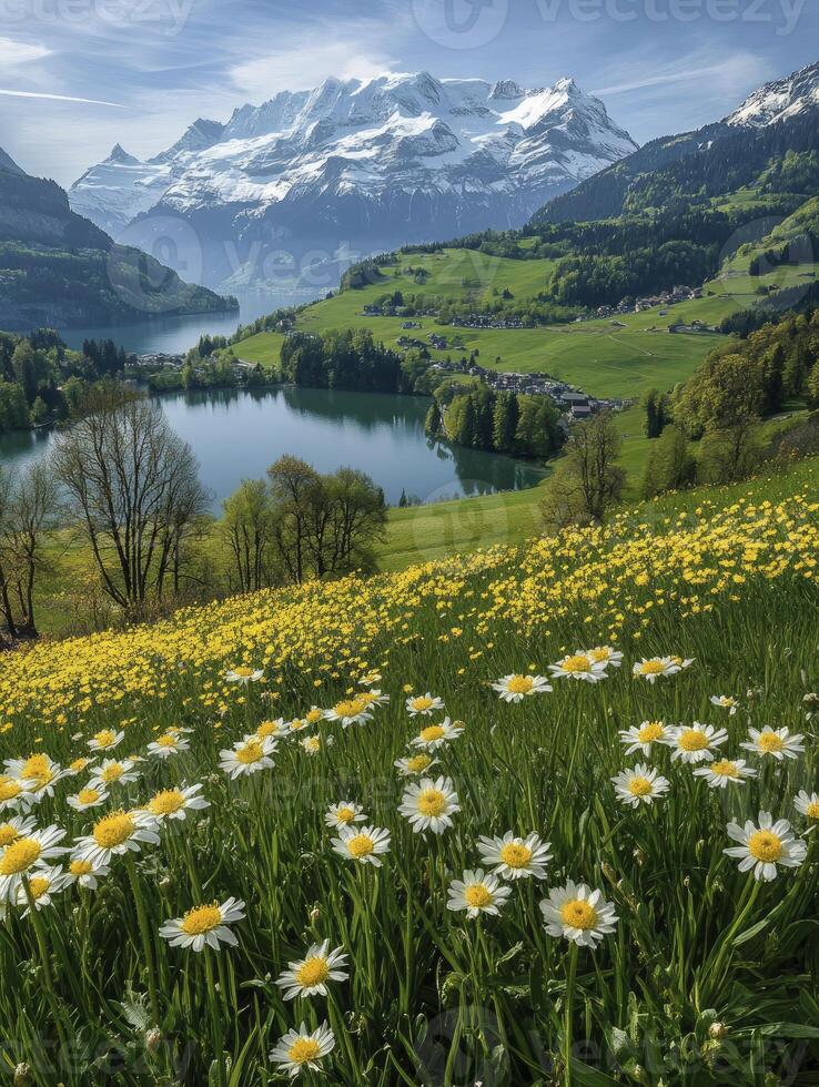 Scenic Swiss Alps Meadow with Daisies, Lake, and Snow-capped Mountains photo