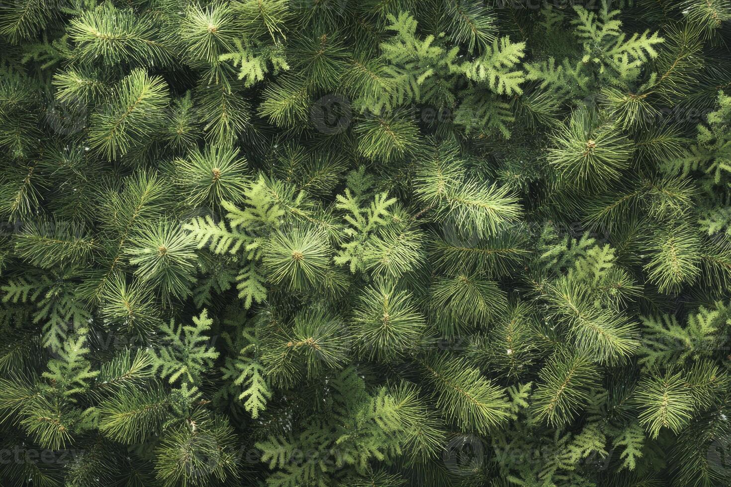 Close-up of Fresh Green Fir and Spruce Branches for Background Texture photo