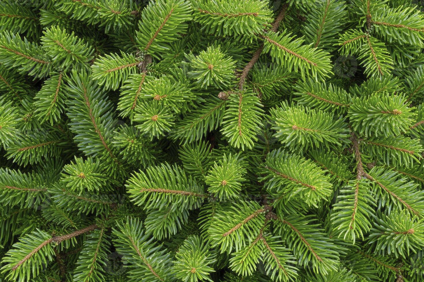 Close-up of Evergreen Fir Tree Branches with Needles and Texture photo