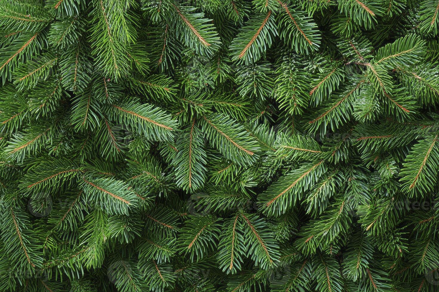 Close-up of Vibrant Green Fir Tree Branches Creates a Natural Texture photo