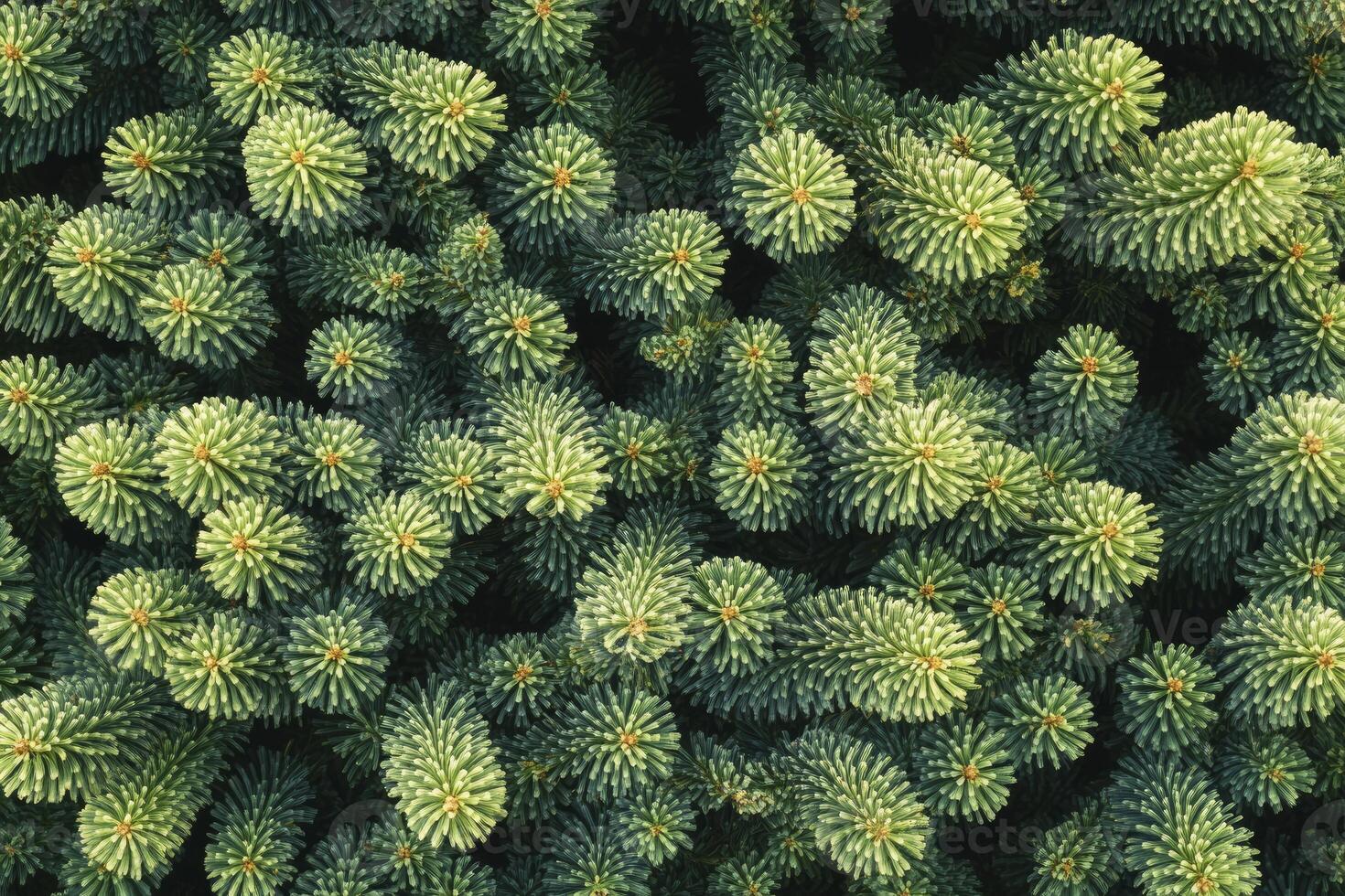 Close-up Fir Tree Branch Texture Showing Needles and Detailed Structure photo