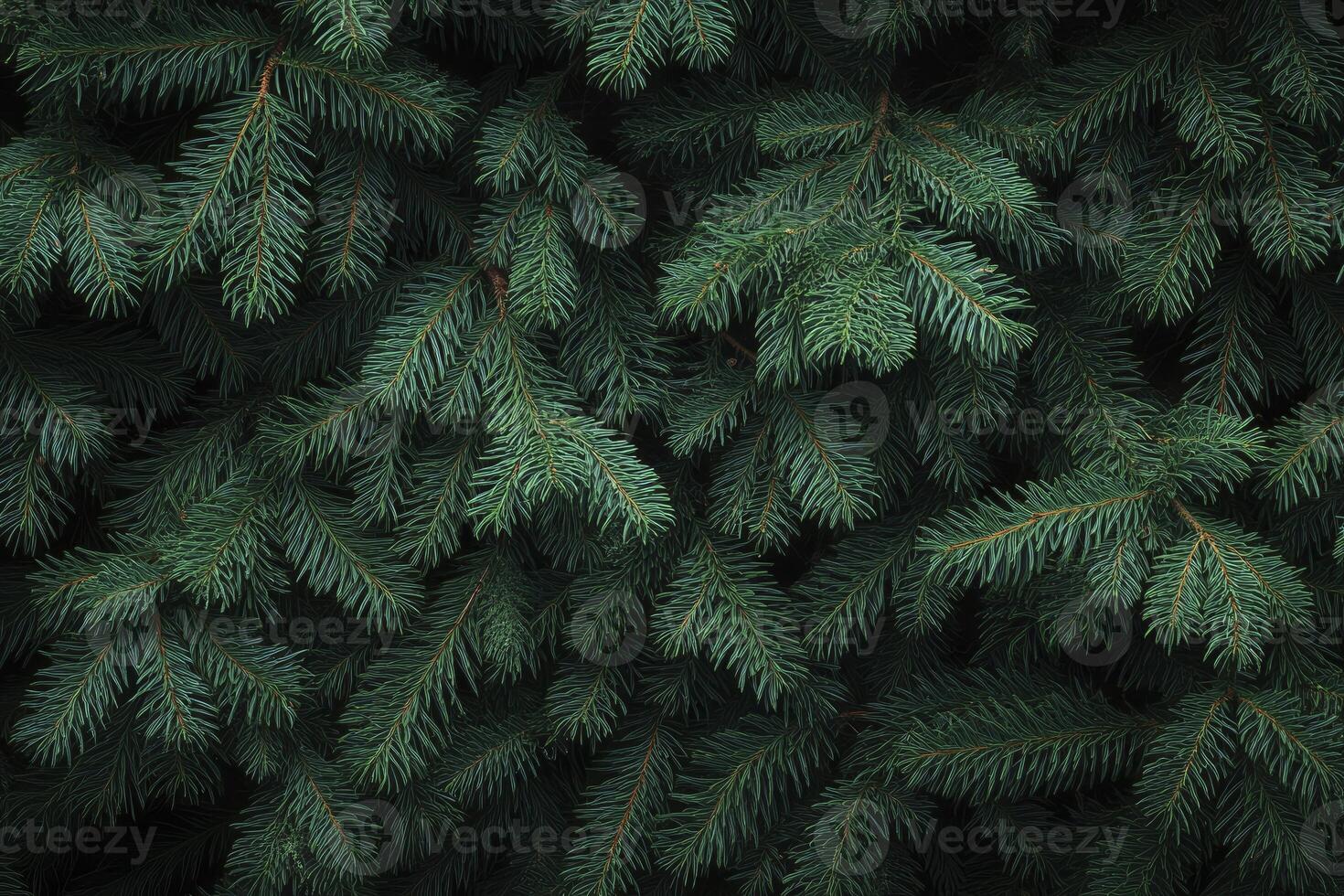 Close-up of Evergreen Fir Branches Showing Needle Details and Texture photo