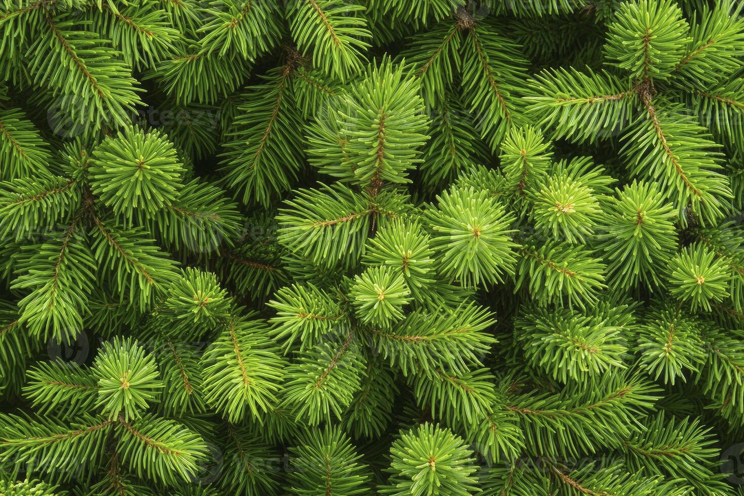 Closeup of Vibrant Green Fir Tree Branches Creating a Dense Texture photo