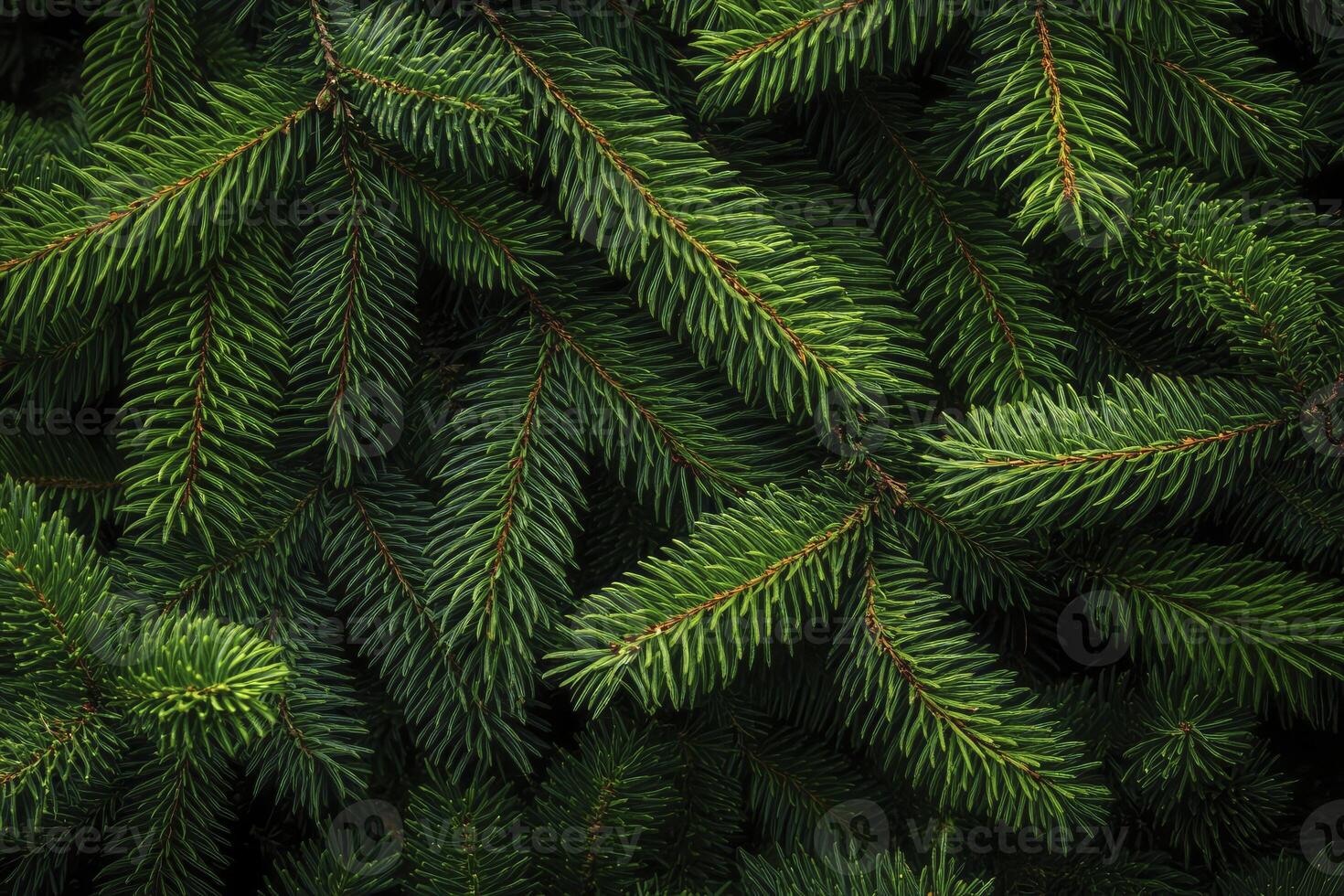 Close-up of Evergreen Tree Branches with Fresh Green Needles Texture photo