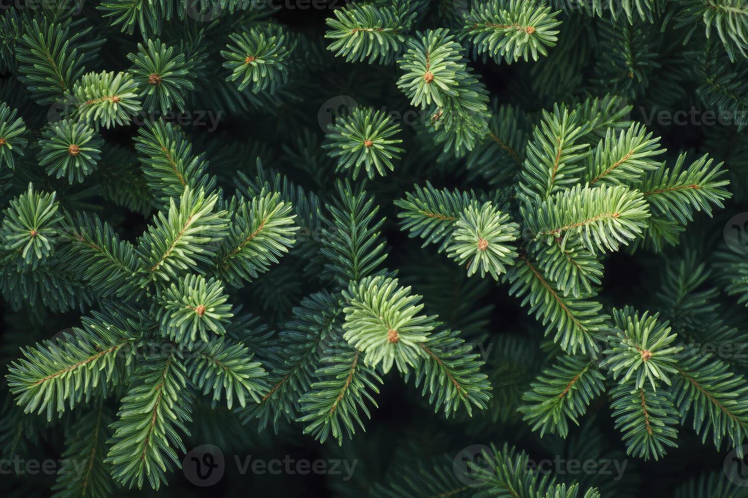 Close Up of Vibrant Green Pine Tree Needles Perfect for Holiday Use photo