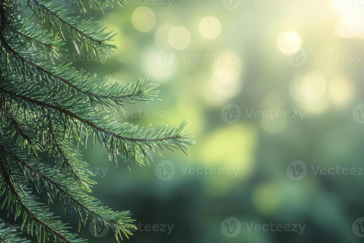 Close-up of Pine Tree Branch with Bokeh Background and Sunlight photo