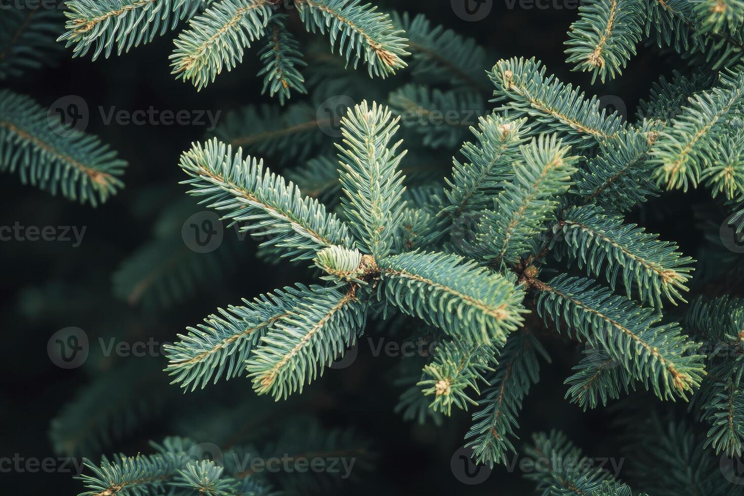 Close-up of Blue Spruce Branches with Needles in Natural Light photo