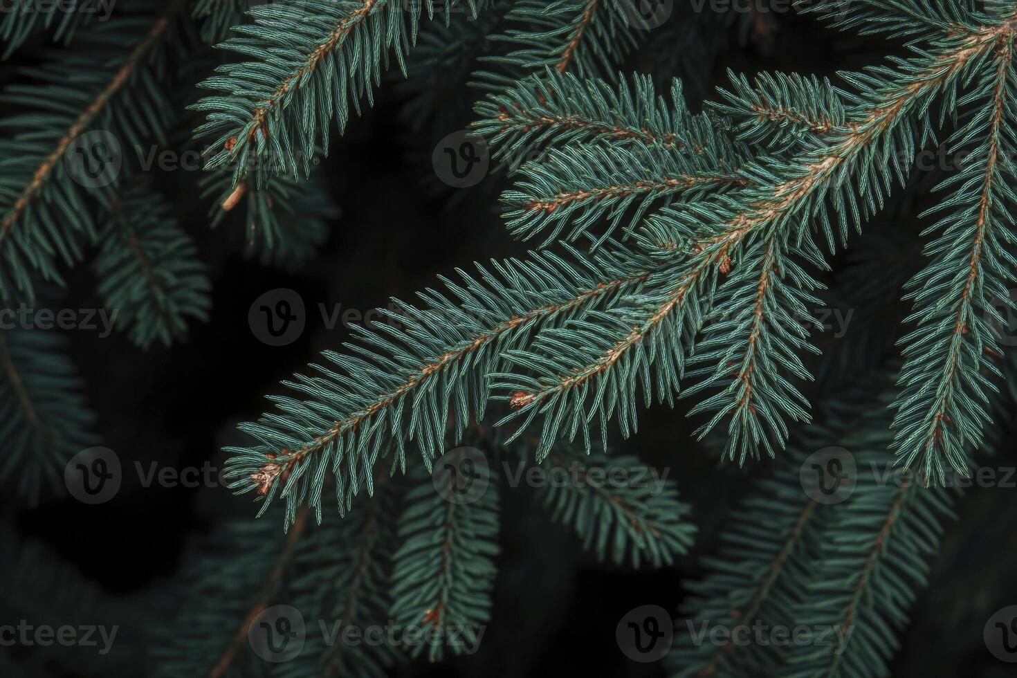 Close-up of Evergreen Fir Tree Branch Showing Detailed Needle Texture photo