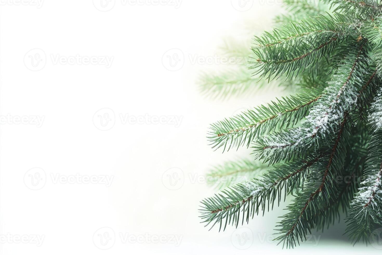 Snow Covered Evergreen Branch Against White Background with Copy Space photo