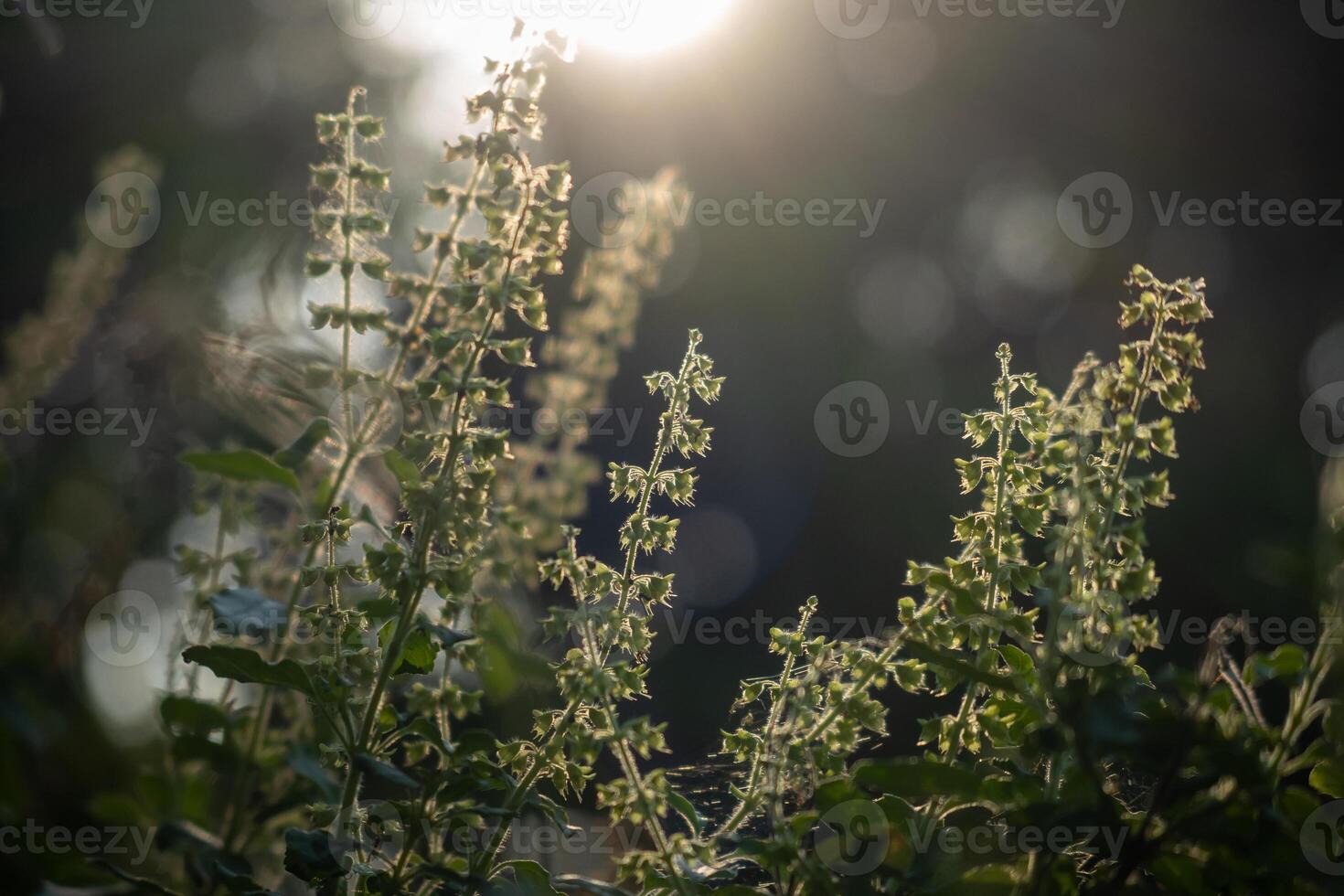 Flower of basil tree and sunlight photo