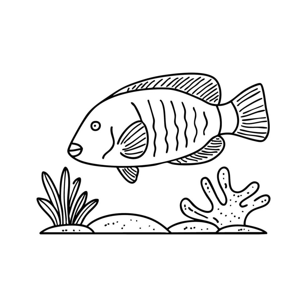 Napoleon wrasse swimming near a coral reef with a curved forehead vector
