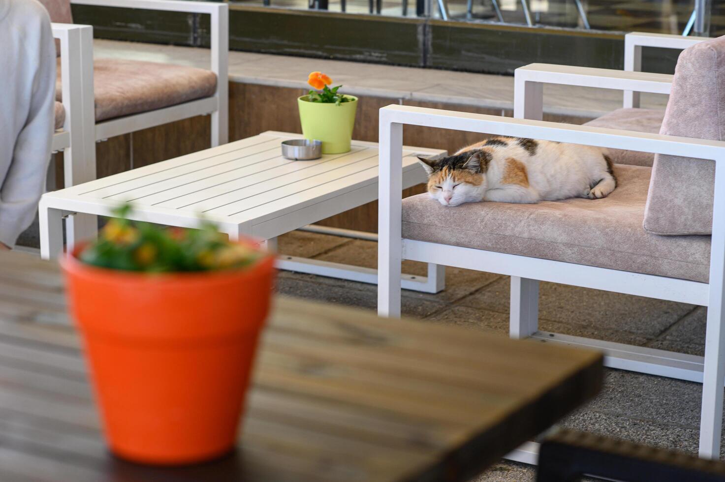 A charming cafe scene where a cat sleeps on a cushion, blending perfectly with the relaxed vibe. photo