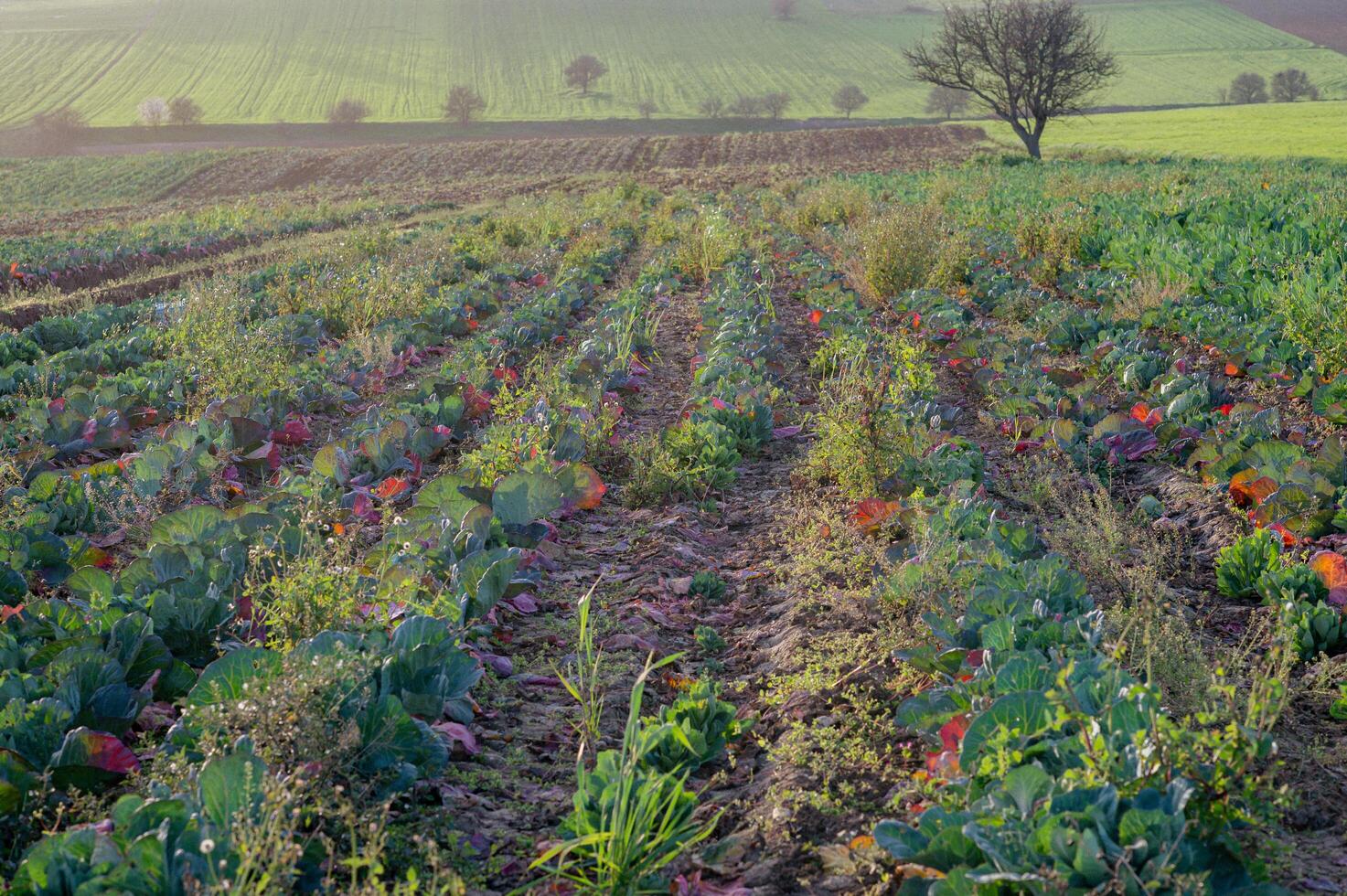 Lush cabbage plants grow in perfect rows, their broad leaves glistening with morning dew. photo