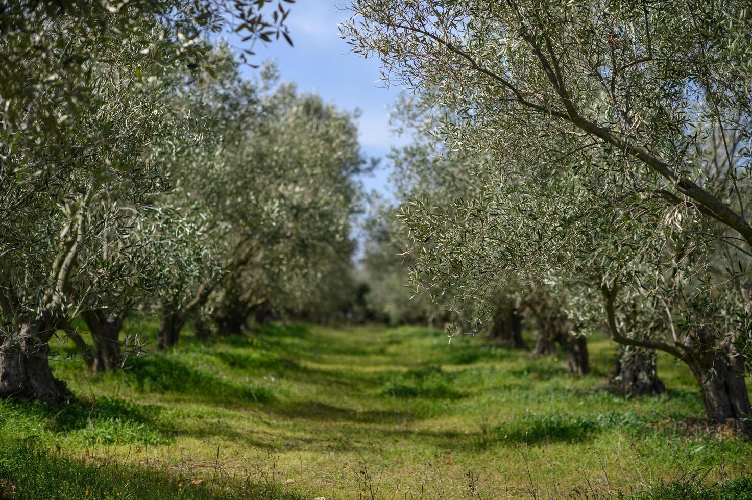 a close-up of olive branch with delicate white and yellow flowers, as bees hover around collecting nectar. photo