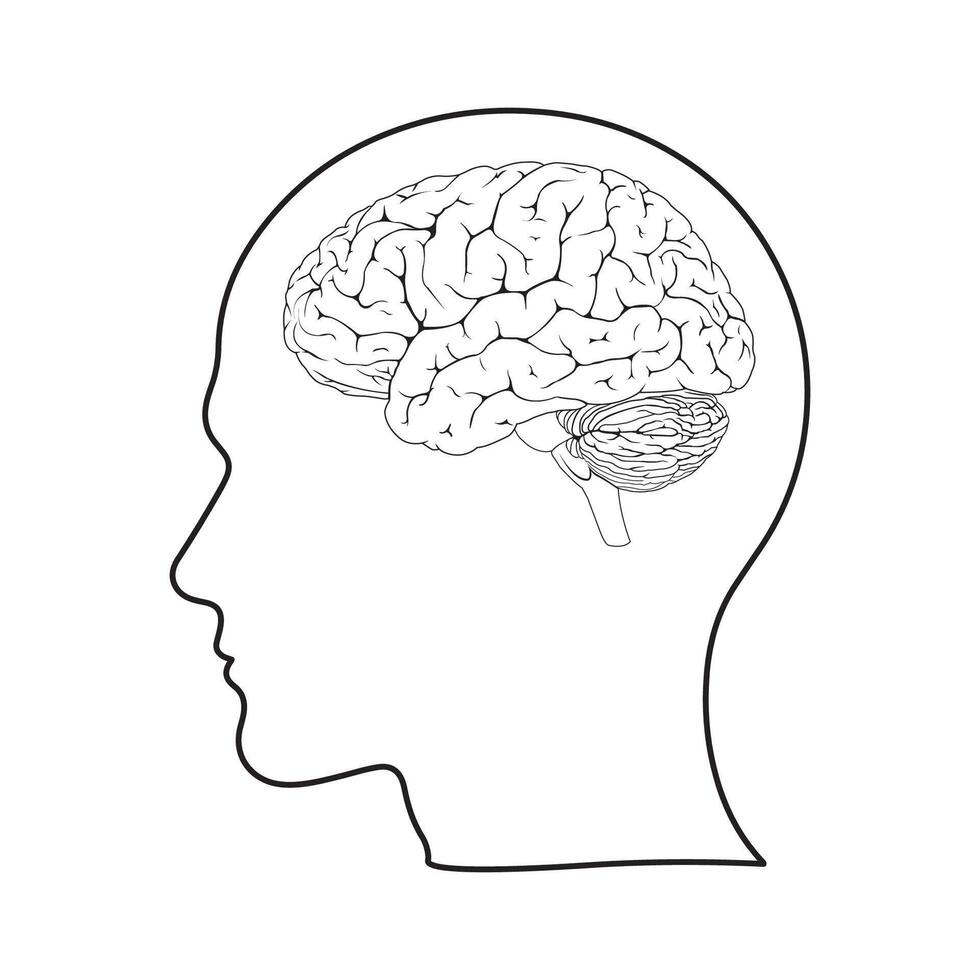 Brain or mind side view inside head line art vector