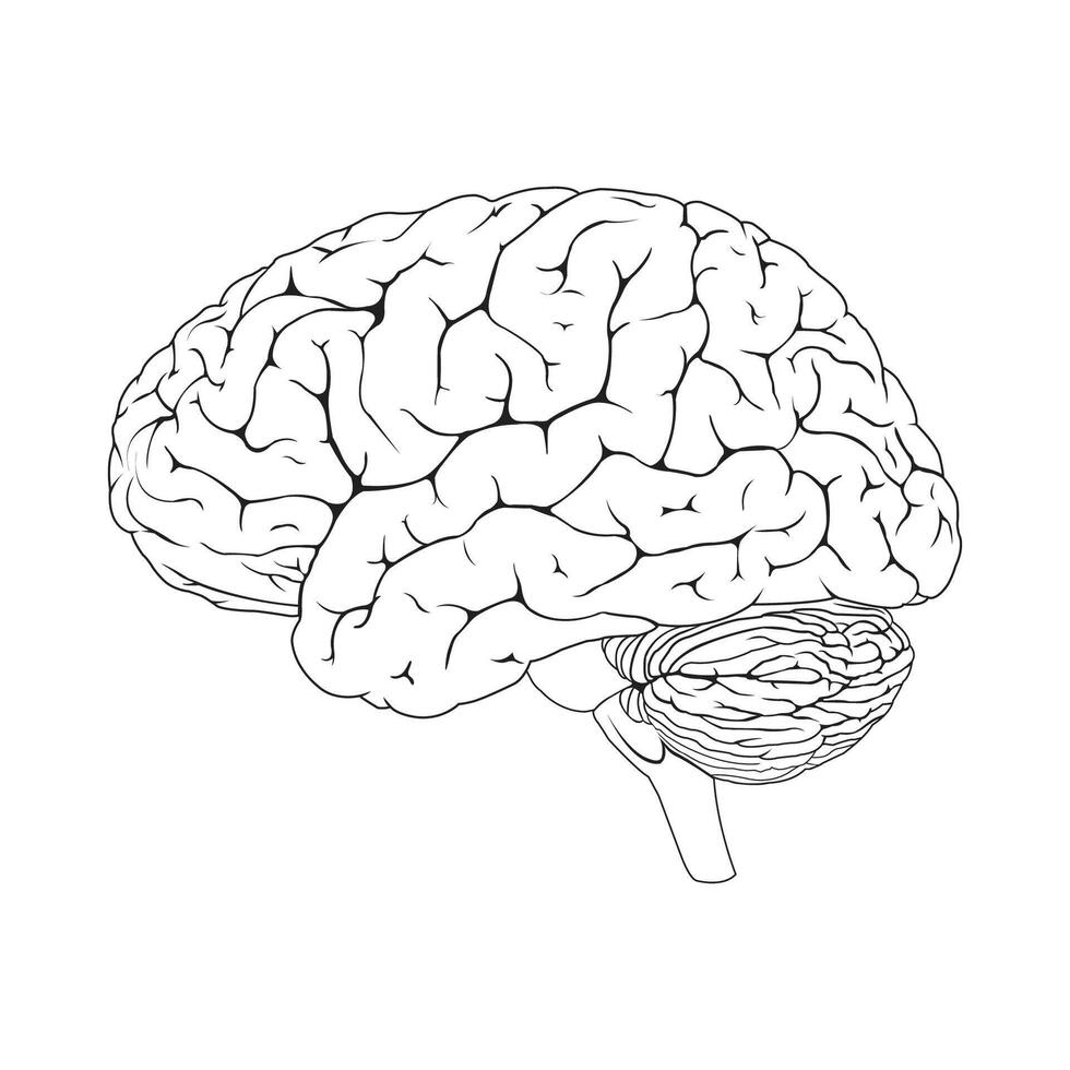 Brain or mind side view line art vector