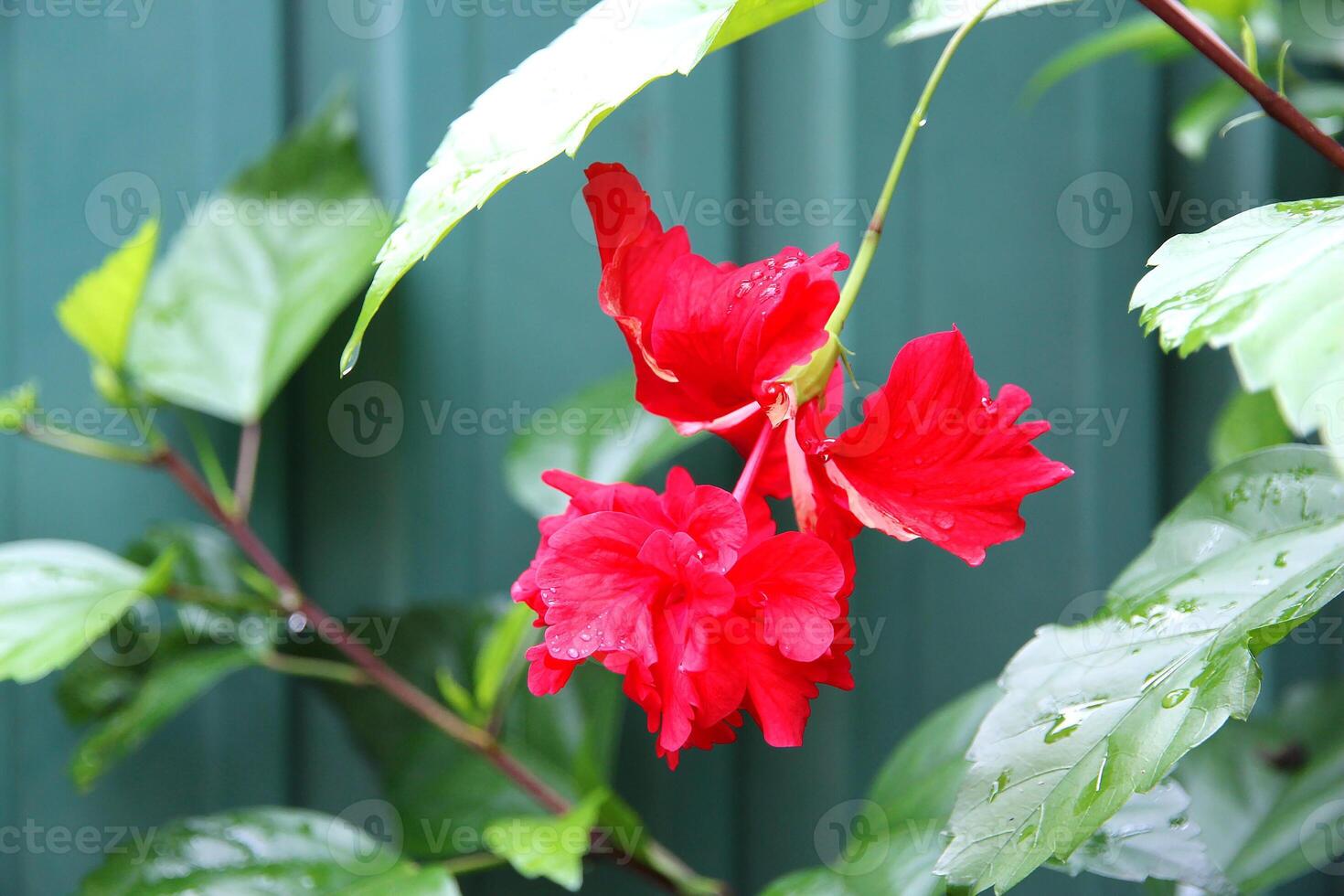 Bright red hibiscus flower with delicate petals and raindrops on the surface, against the background of juicy green leaves. Symbol of beauty, love and tropical nature photo