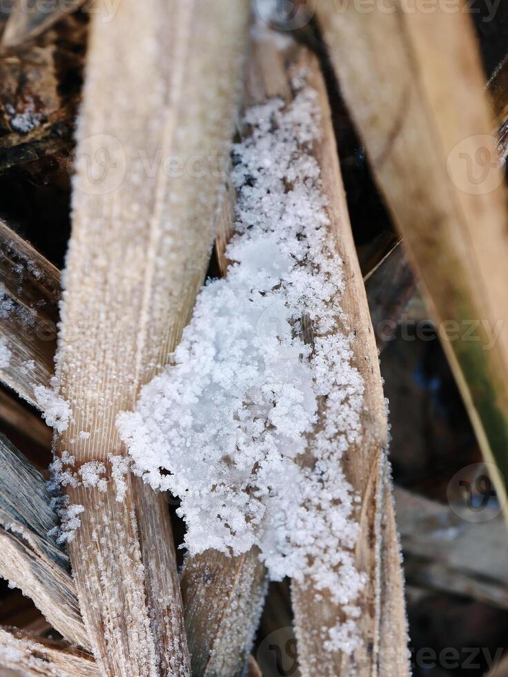 Snow piece on the reed grass with dark holes in winter weather photo