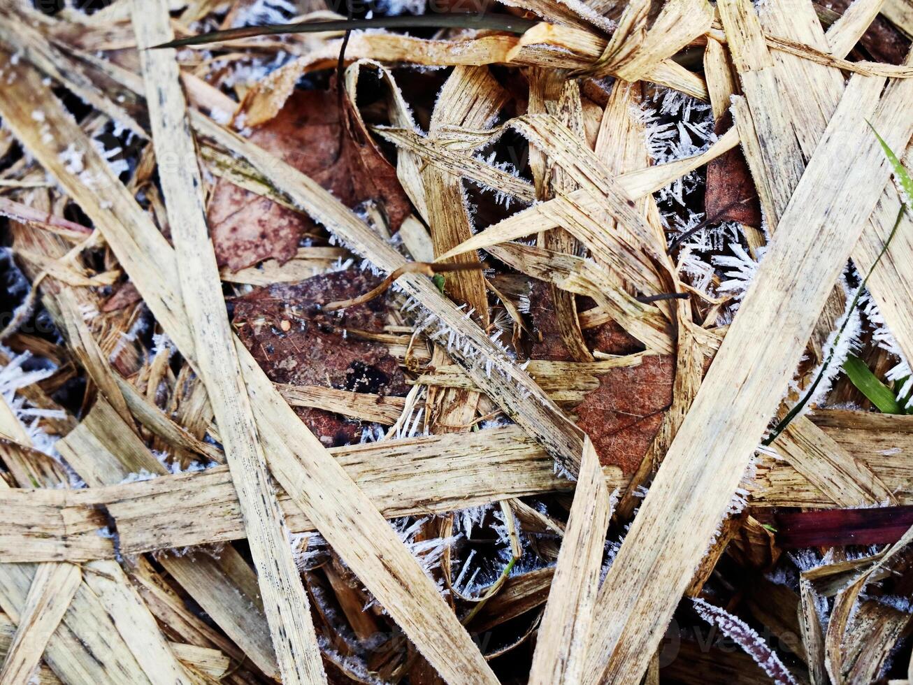 Snow-Covered dry leaves of reed plants in Winter Landscape, Close-up pampas grass as natural aesthetic pattern, minimal beauty of nature, serene wintertime scenery, white beige brown neutral color photo