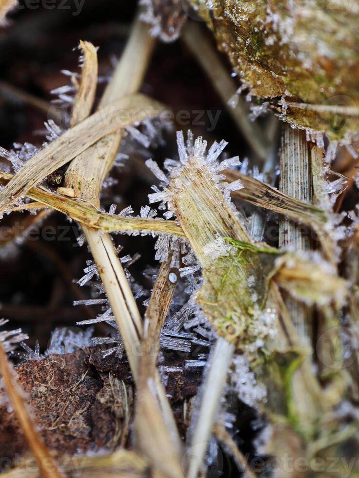 Spiky Ice Formations on Brown Reed Leaves in a Frosty Landscape photo