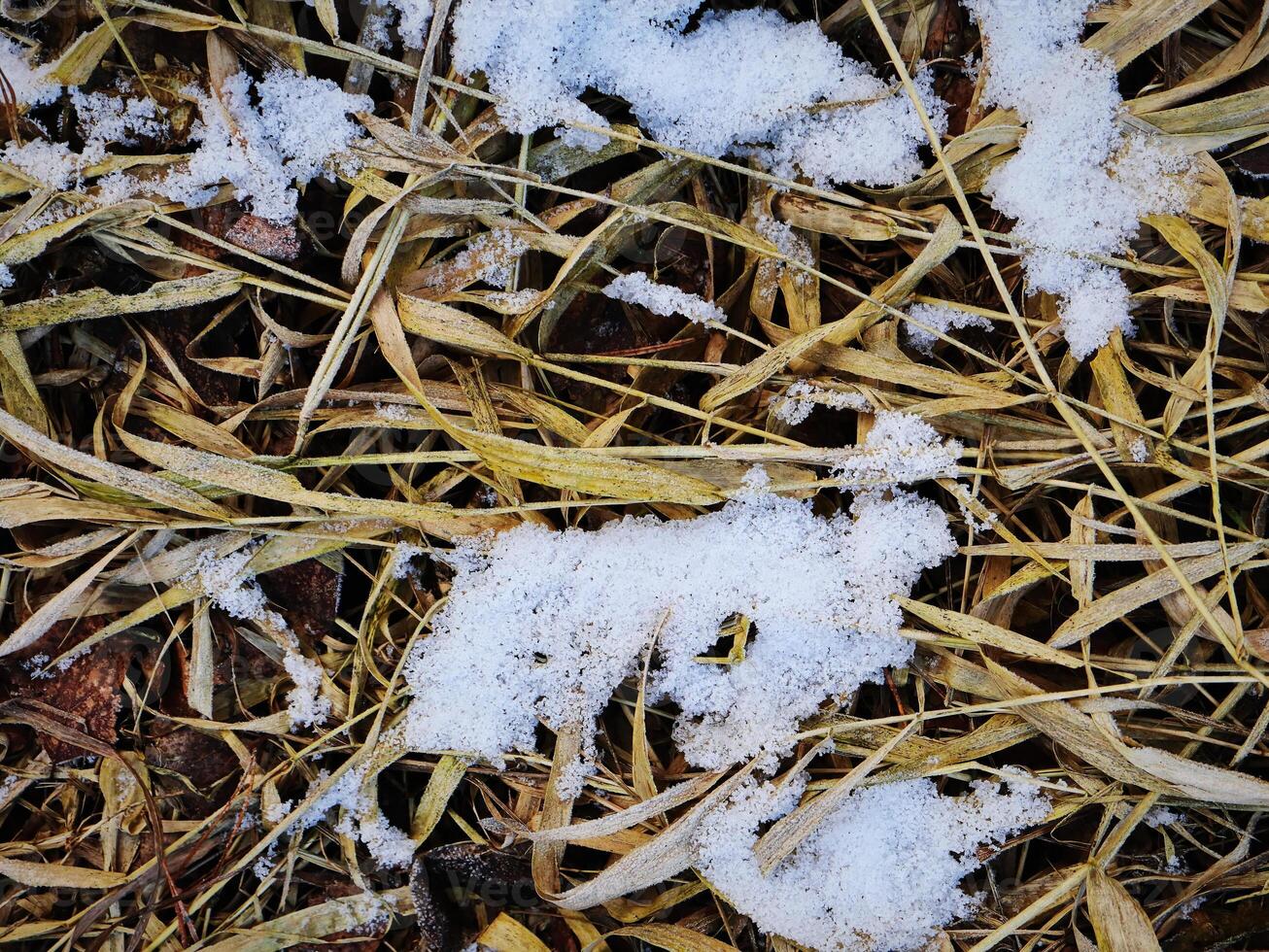 Snow patches on the reed grass with dark holes in winter weather photo