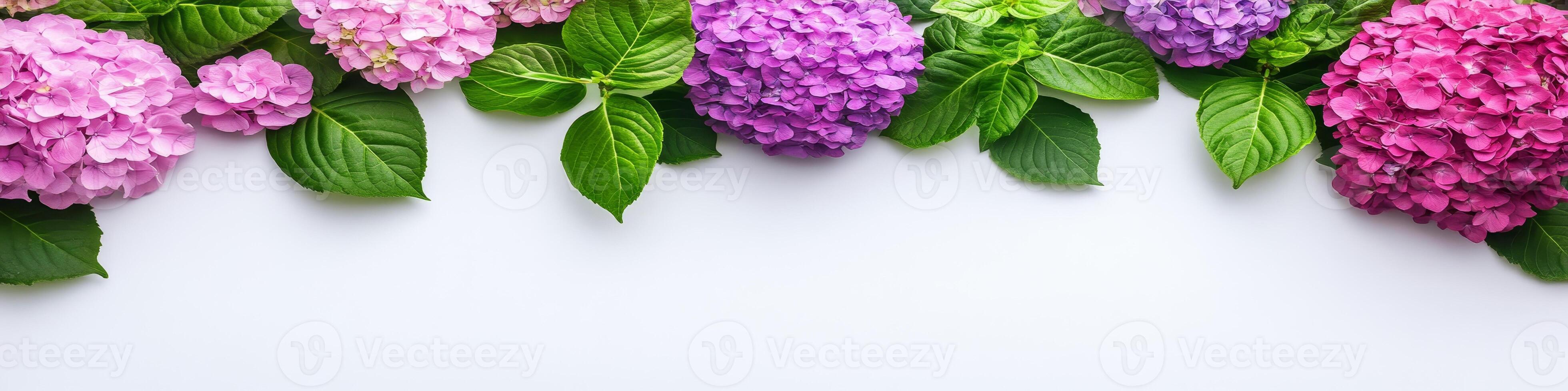Pink, Purple And Violet Hydrangea Flowers Border On A Light Grey Background With Copy Space photo