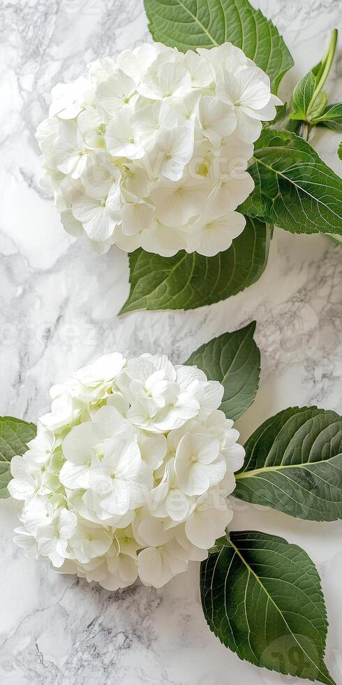 Two Elegant White Hydrangea Blooms with Lush Green Leaves on a Classic Marble Surface photo