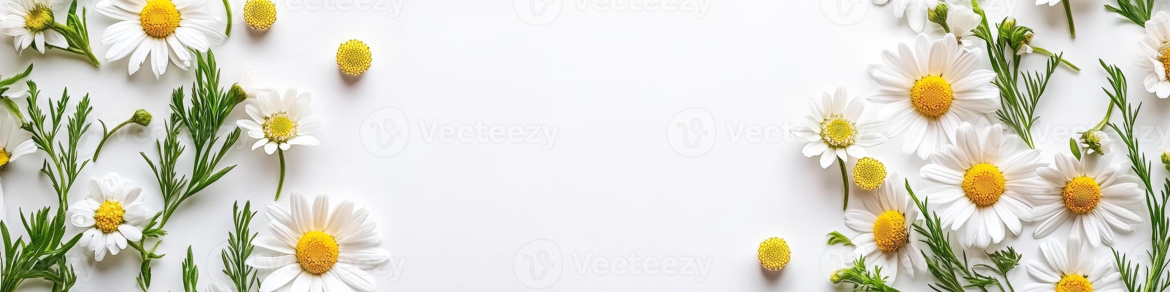 Floral frame of white daisies and green leaves on a white background with copy space in the center photo