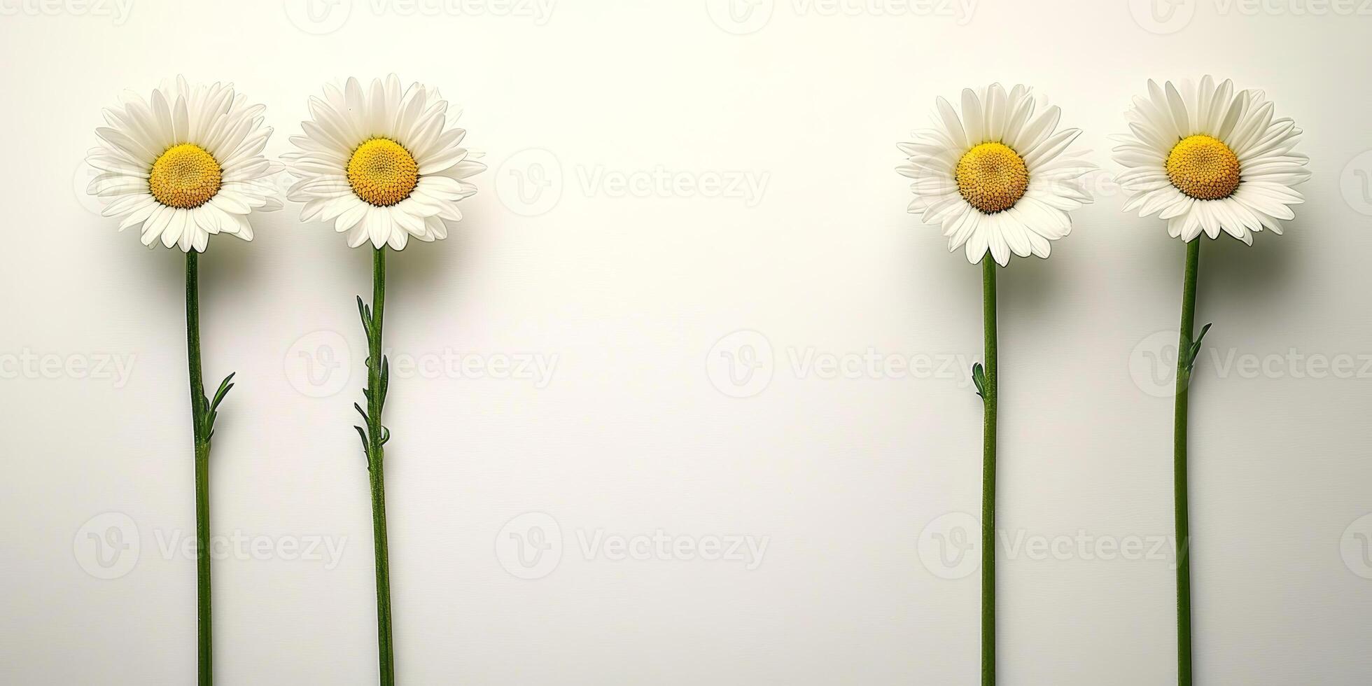 Four White Daisies On A Bright Plain Background With Copy Space For Adding Your Text. photo