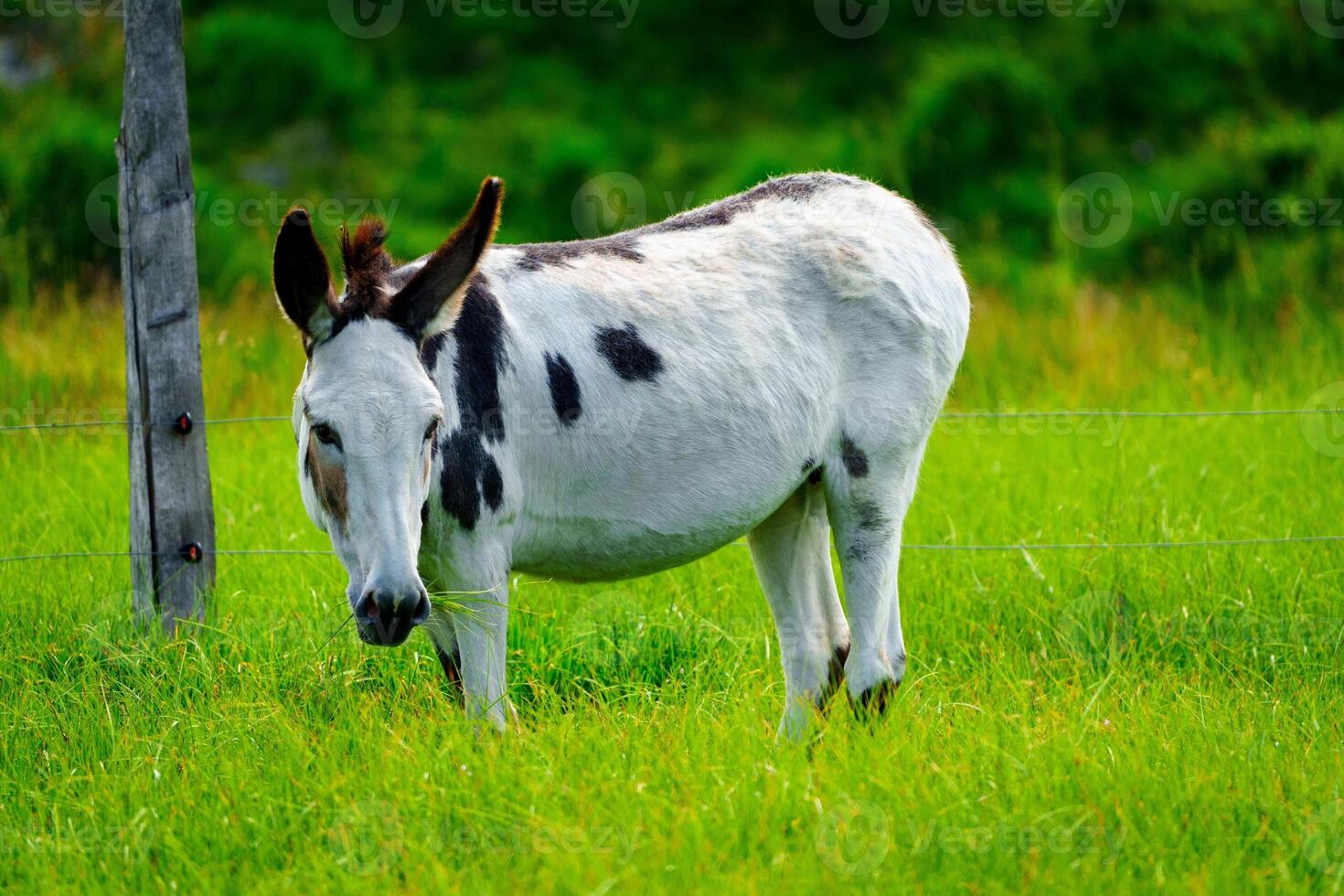 This image features a white donkey with black spots, grazing in a lush green pasture. The donkey has long ears and a dark mane, standing gracefully near a rustic wooden fence. photo