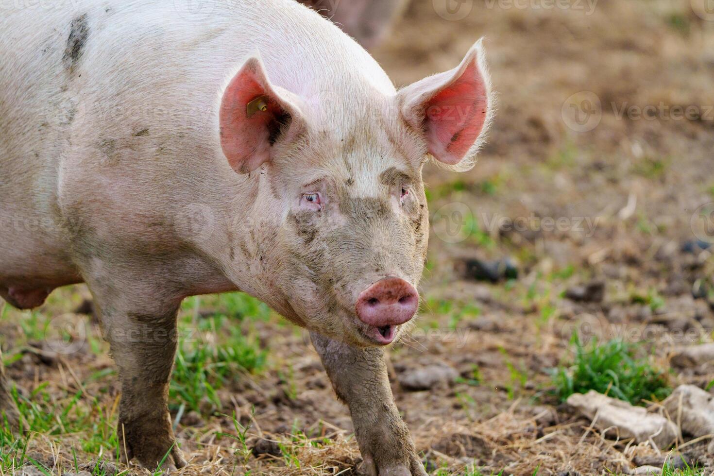 A content happy pig on a rural farm outdoors. The pig is standing in the middle of the photo and is looking at the camera. It has a pink skin and is covered in mud.