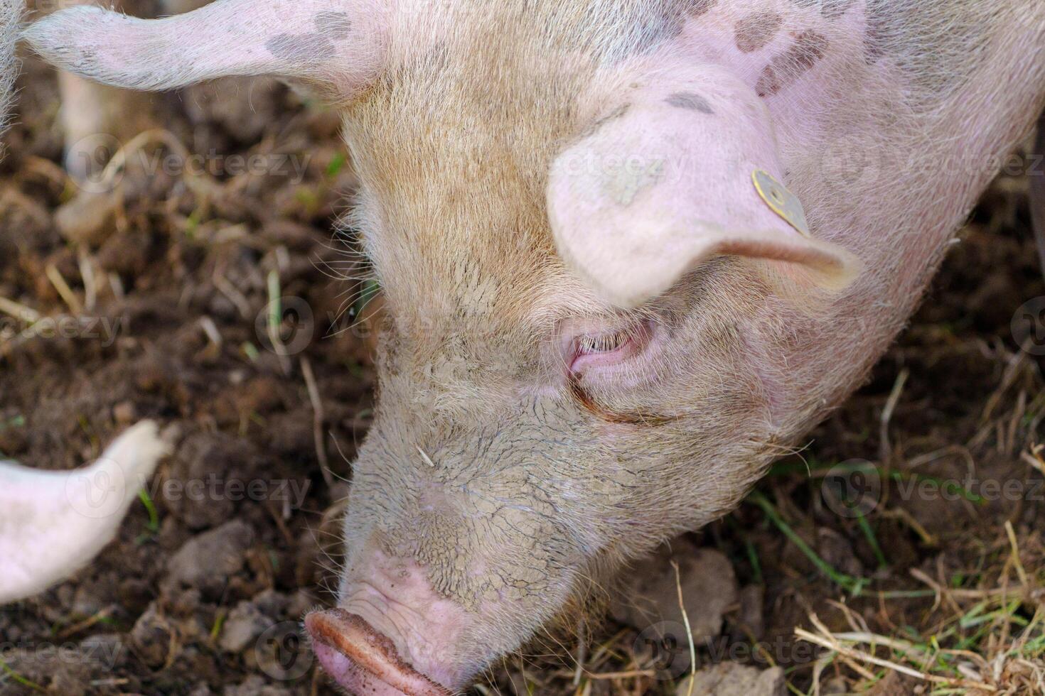 A pig is enthusiastically rooting around in the dirt, searching for food. The pig is on a sunny farm, surrounded by green grass and other farm animals, enjoying its day. photo