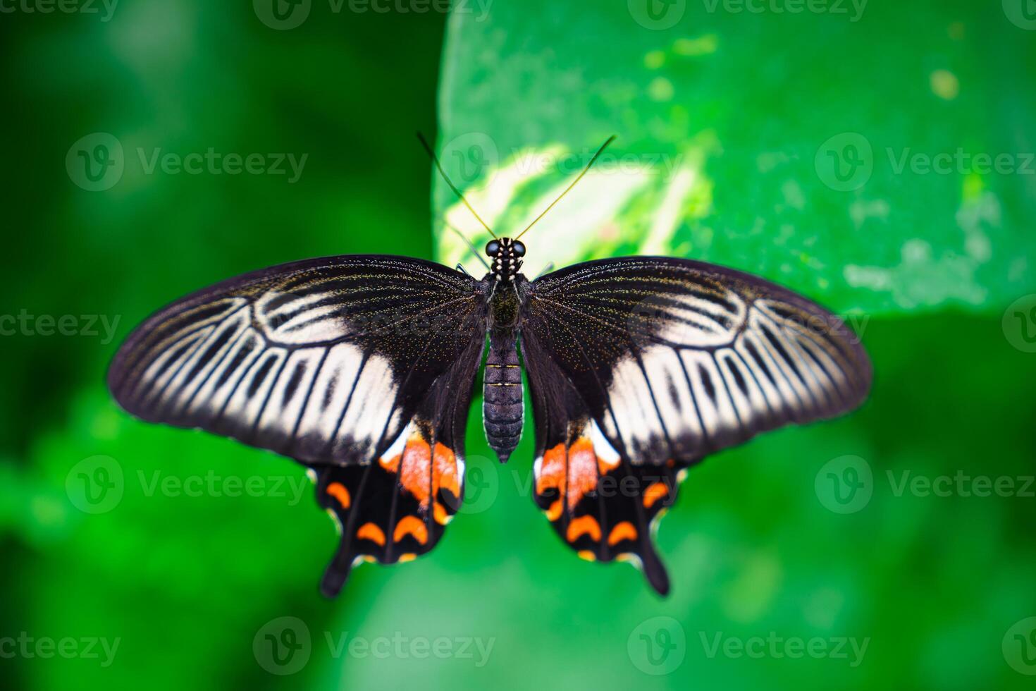 A macro photograph of a black and white butterfly with vibrant orange markings perched on a green leaf. The delicate details of its wings highlight the beauty of nature and wildlife. photo