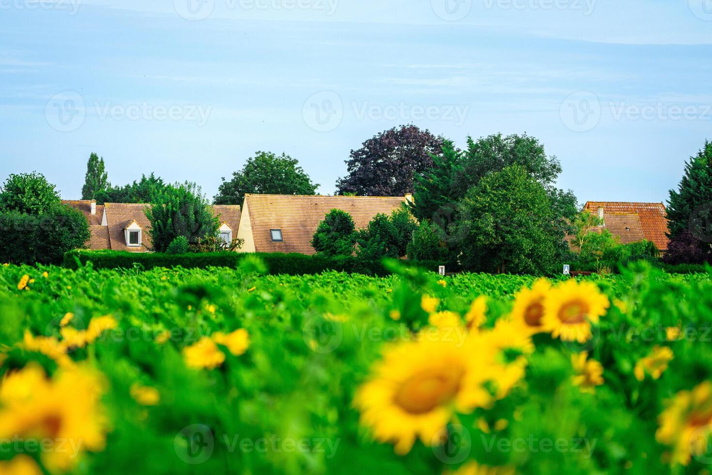 A beautiful rural French farmhouse is surrounded by a stunning field of sunflowers, with lush green trees and a bright blue sky creating a picturesque and tranquil countryside scene. photo